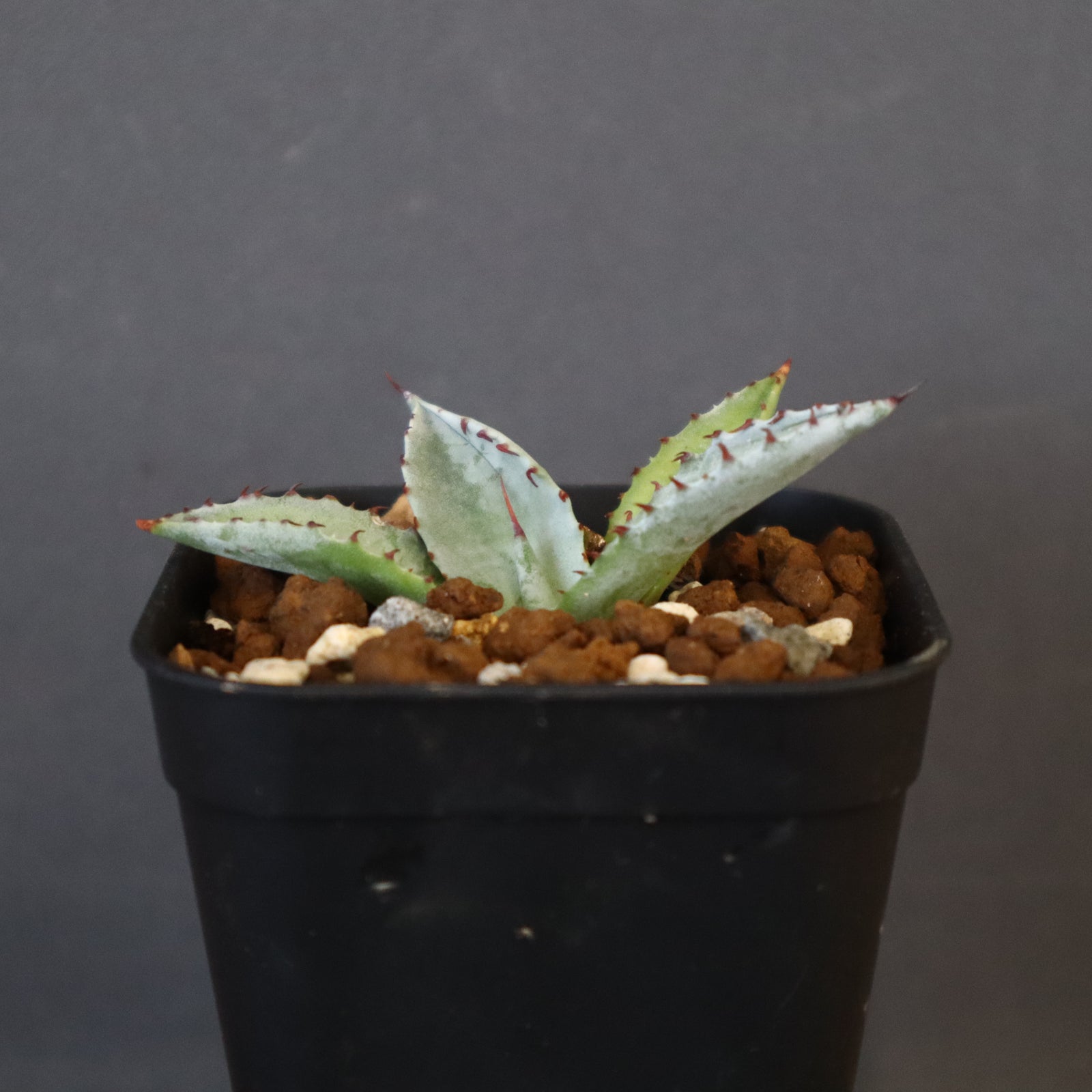 DRAGON AGAVE】アガベ 特白肌×屈原實生 EC1338 – TaiShoDo ONLINE SHOP