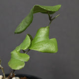 亀甲竜  EC3672