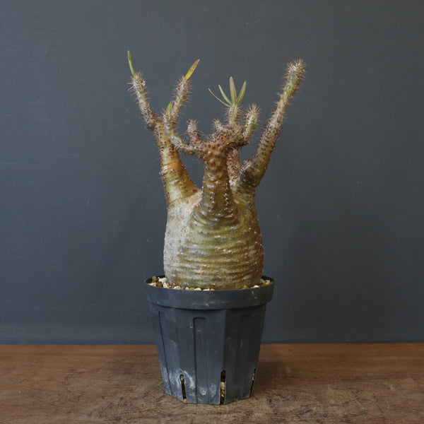 P.グラキリス EC1167【綴化】