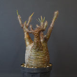 P.グラキリス EC1167【綴化】