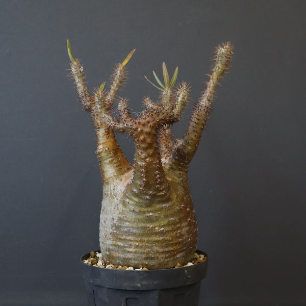 P.グラキリス EC1167【綴化】