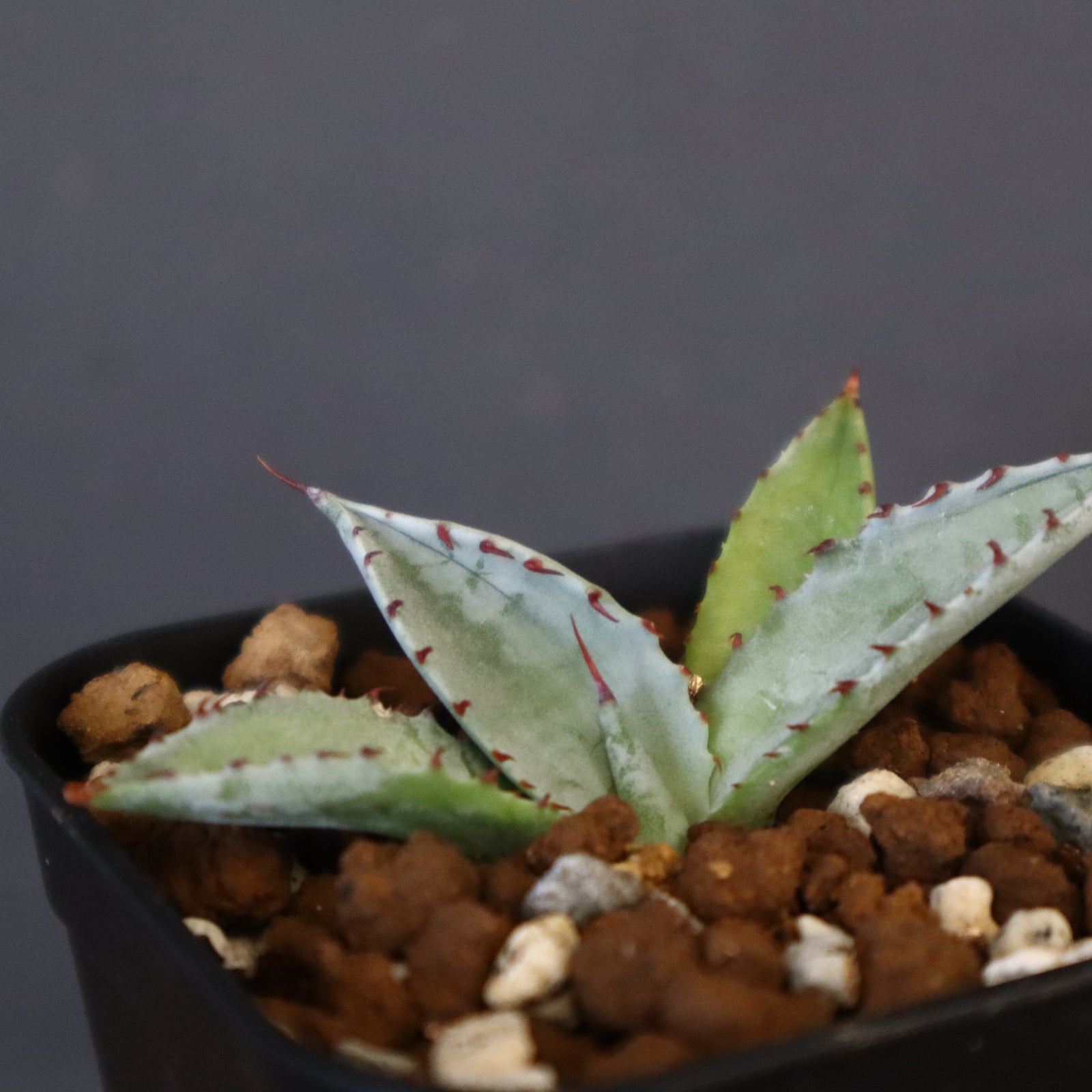 DRAGON AGAVE】アガベ 特白肌×屈原實生 EC1338 – TaiShoDo ONLINE SHOP