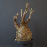 P.グラキリス EC1167【綴化】