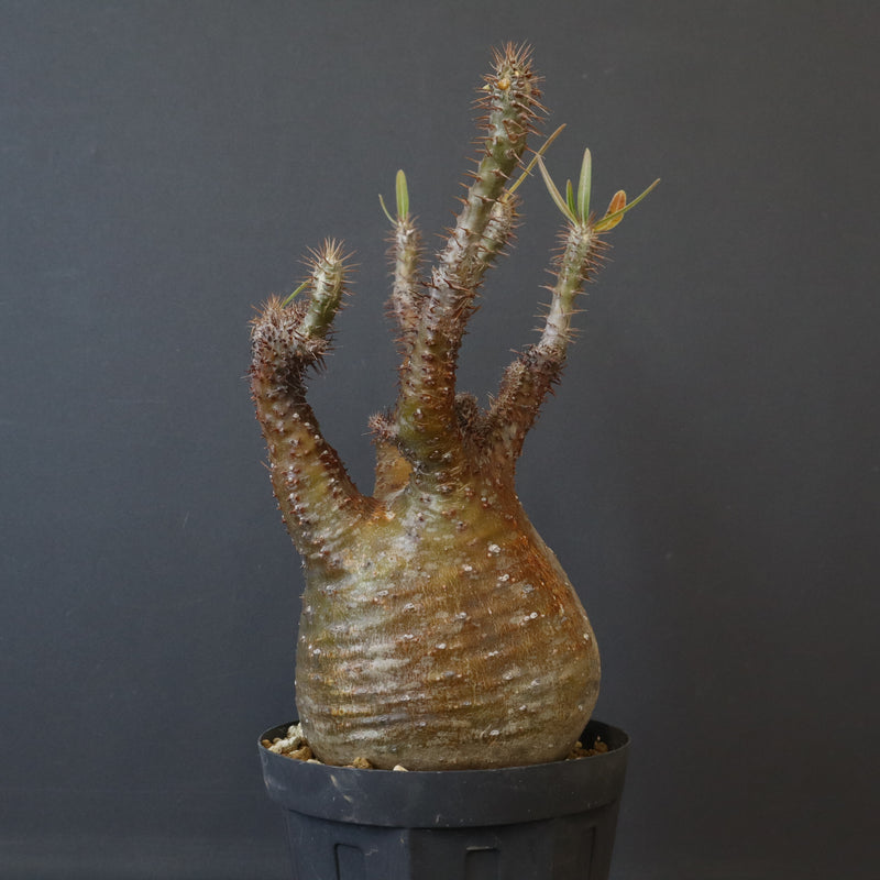 P.グラキリス EC1167【綴化】