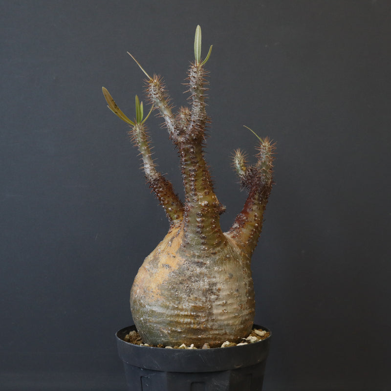 P.グラキリス EC1167【綴化】