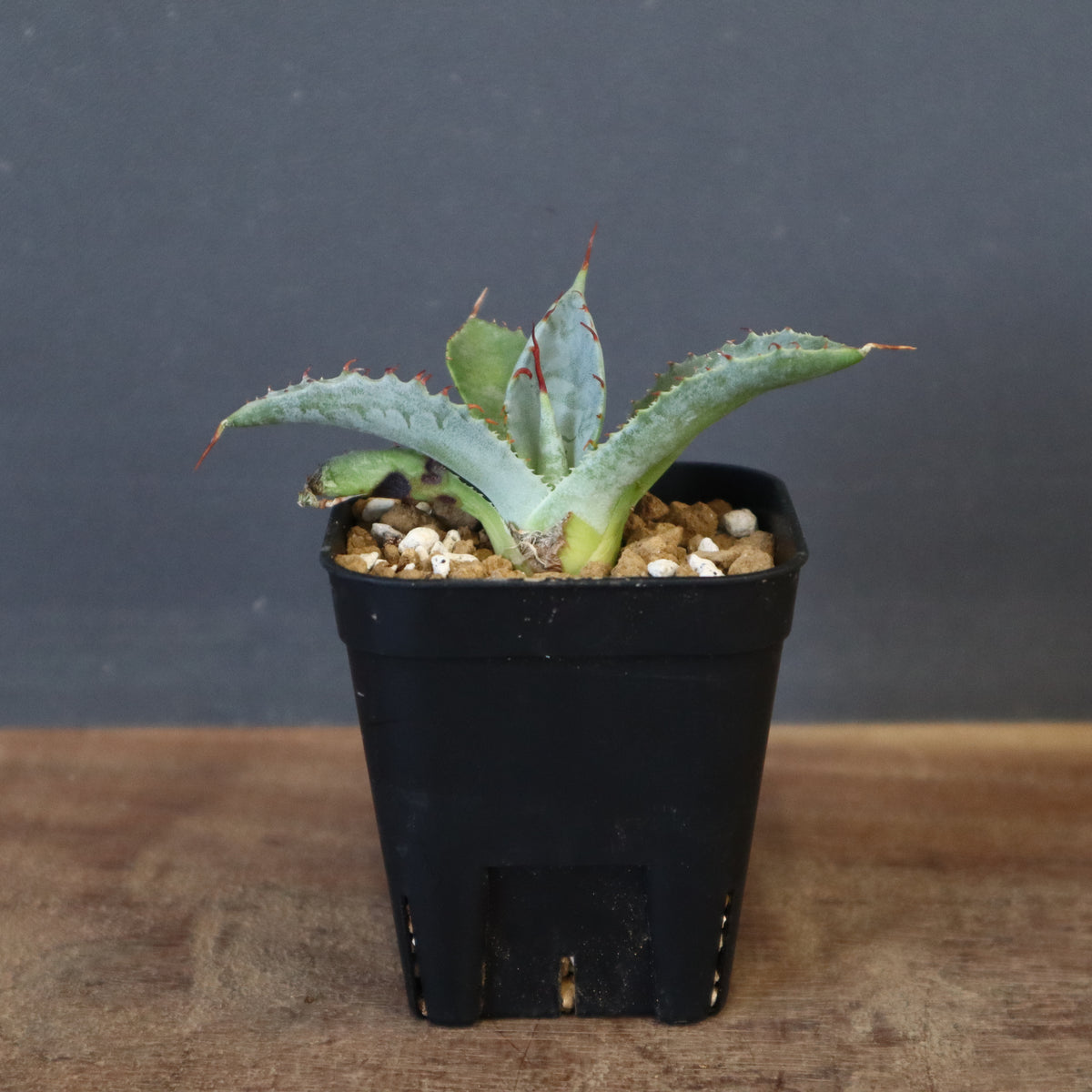 アガベ – TaiShoDo ONLINE SHOP