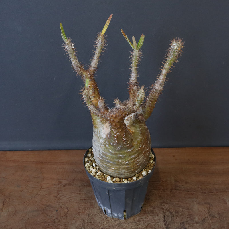 P.グラキリス EC1167【綴化】