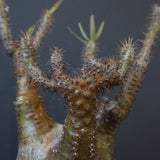 P.グラキリス EC1167【綴化】