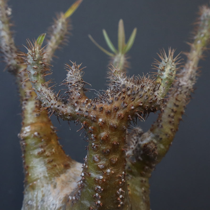 P.グラキリス EC1167【綴化】