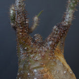 P.グラキリス EC1167【綴化】