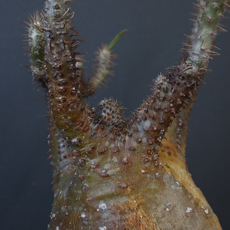 P.グラキリス EC1167【綴化】