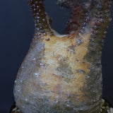 P.グラキリス EC1167【綴化】