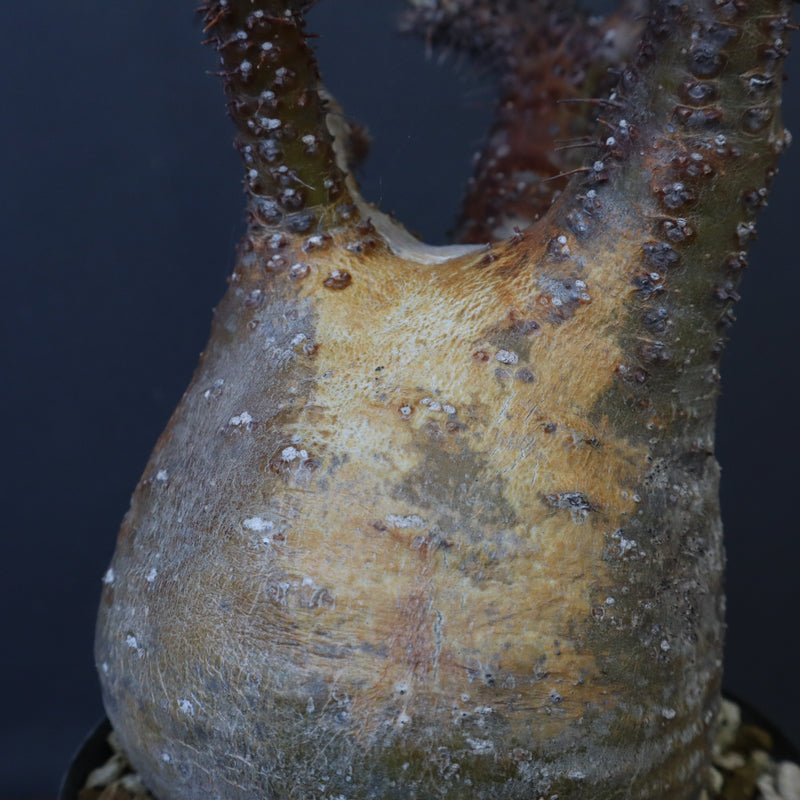 P.グラキリス EC1167【綴化】