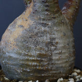 P.グラキリス EC1167【綴化】