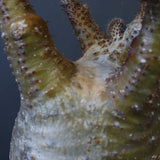 P.グラキリス EC1167【綴化】