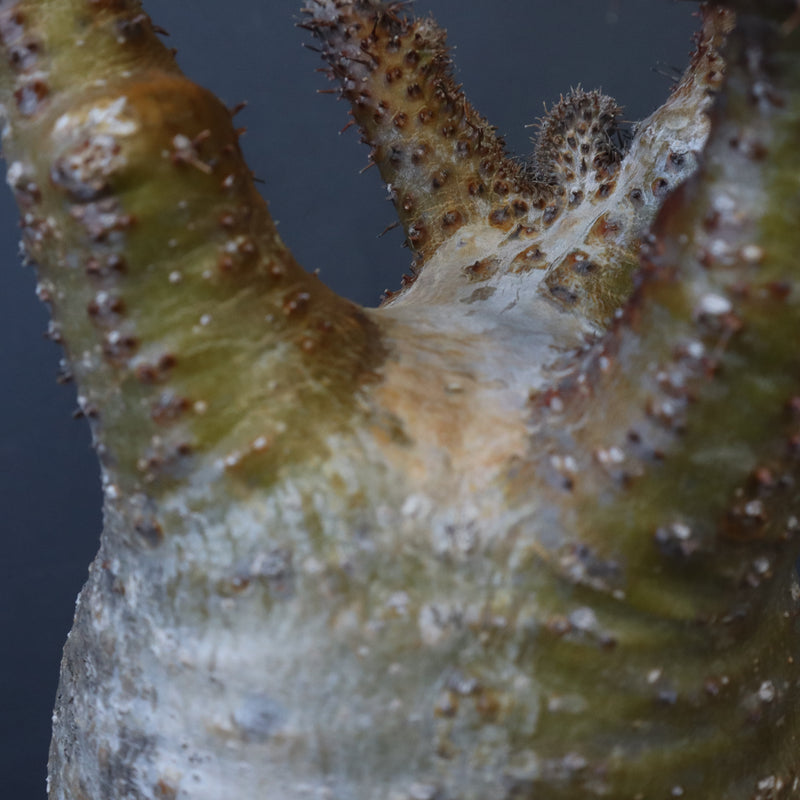 P.グラキリス EC1167【綴化】