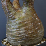 P.グラキリス EC1167【綴化】