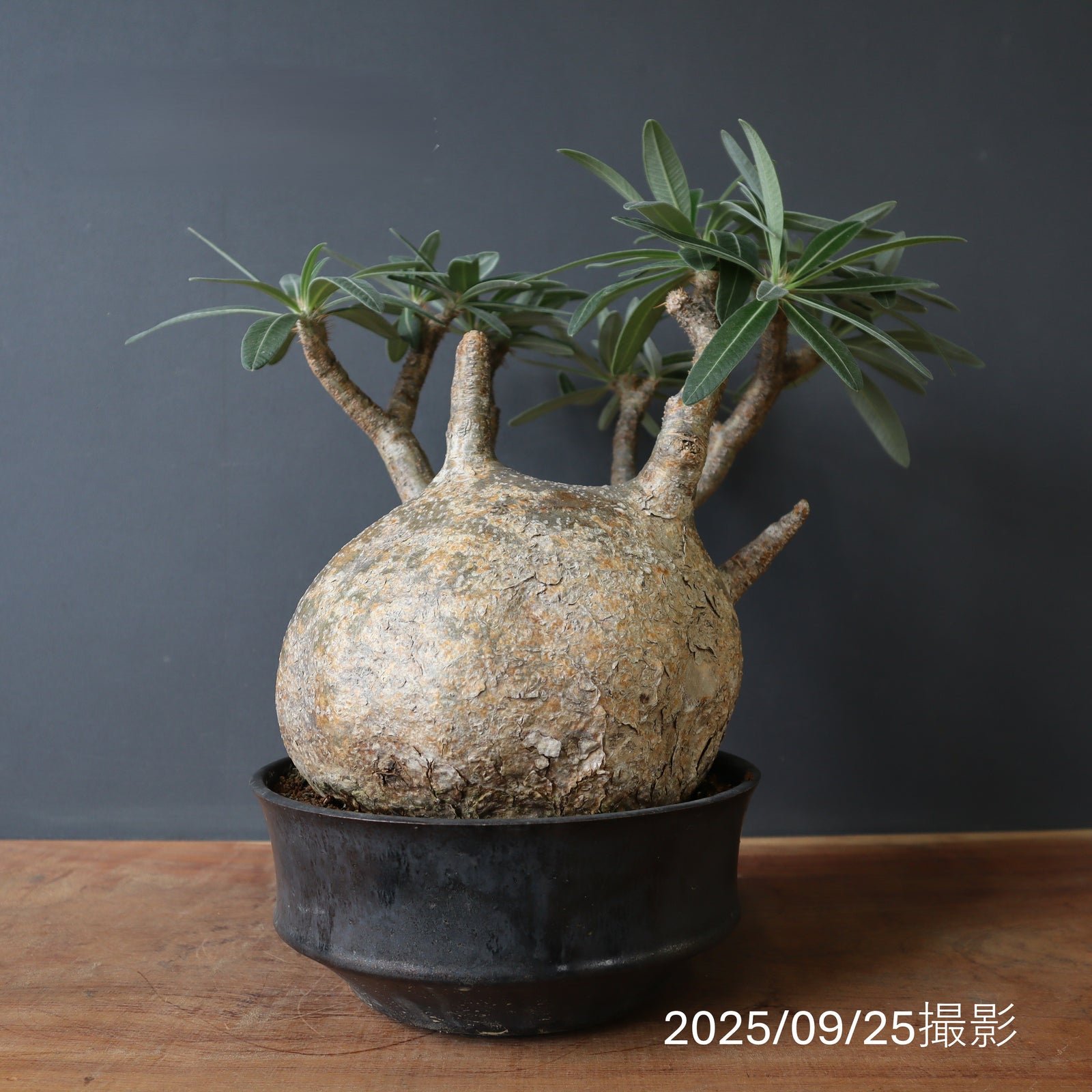 ututu　グラキリス IMG_9081_a03d9f6c-016d-430a-