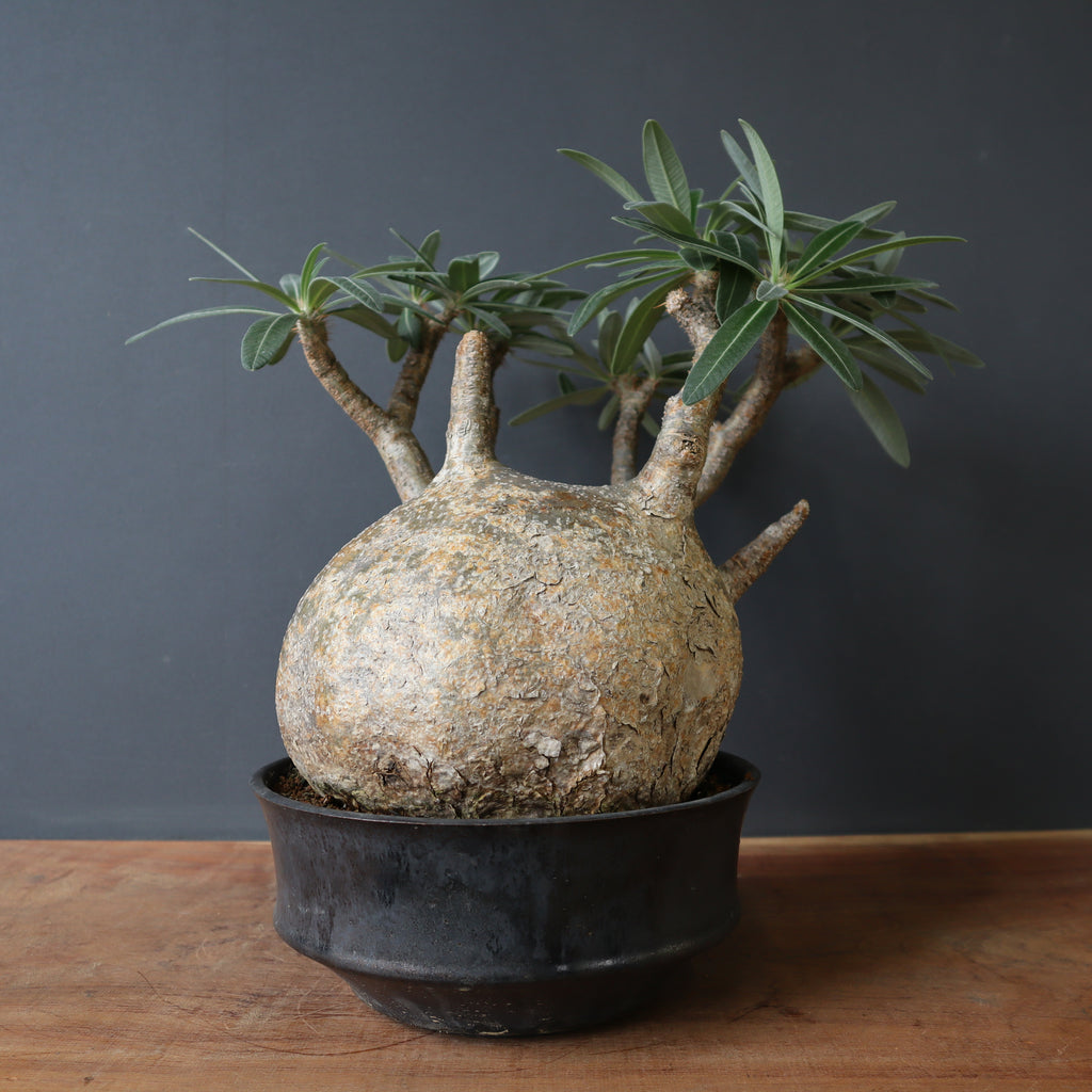 パキポディウムグラキリス P.グラキリス 1245 – TaiShoDo ONLINE SHOP