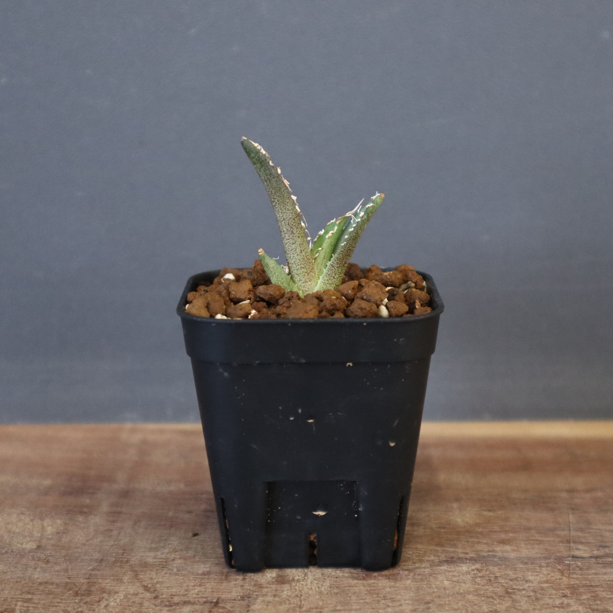 Dragon Agave – 2ページ目 – TaiShoDo ONLINE SHOP