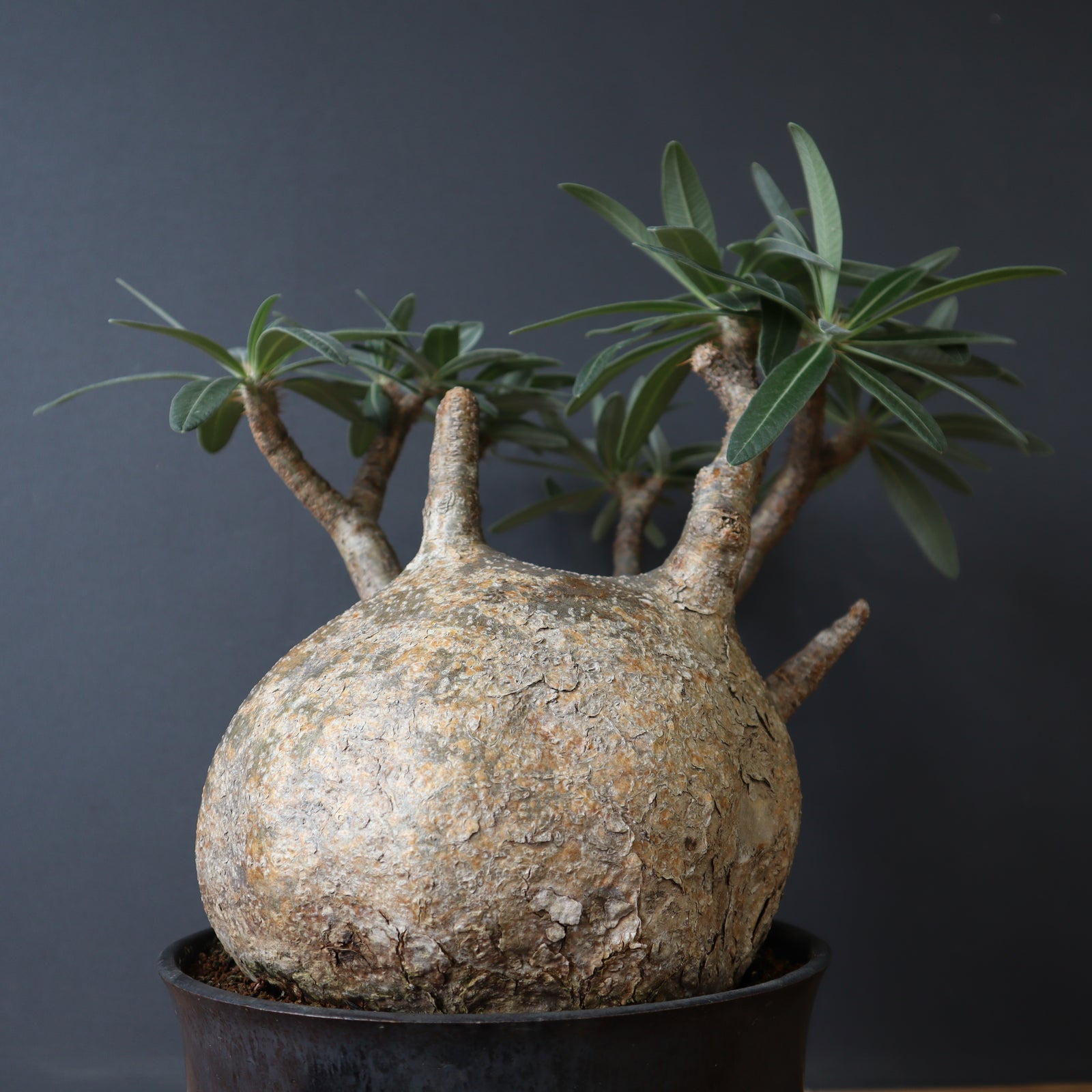 てつ様　グラキリス IMG_9083_c1e0751d-5d18-4331-