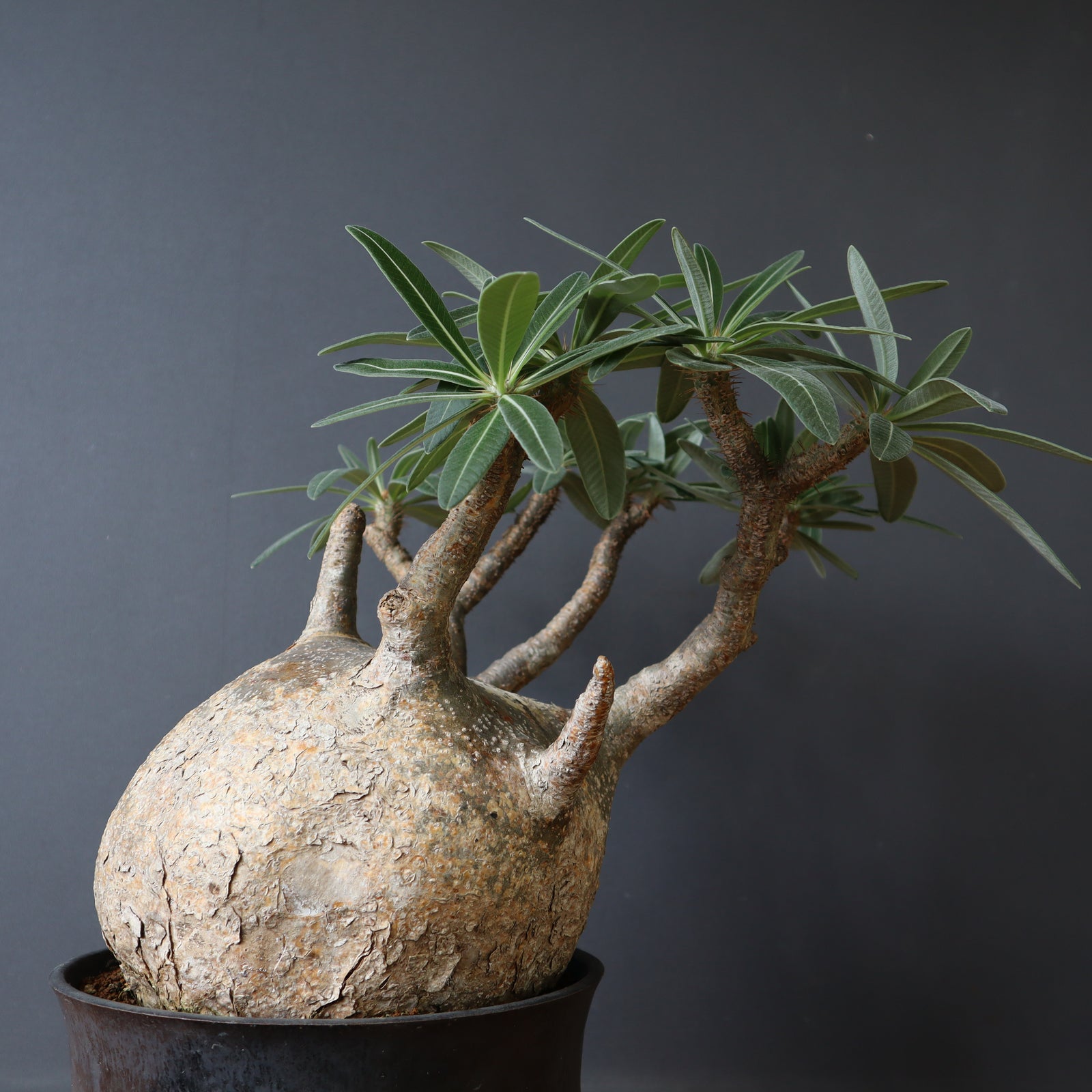 P.グラキリス 1245 – TaiShoDo ONLINE SHOP