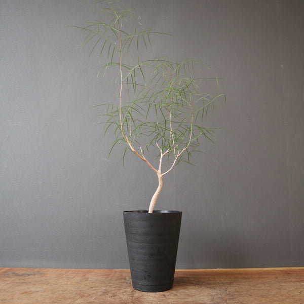 B.パラドクサ(実生) EC3309 – TaiShoDo ONLINE SHOP