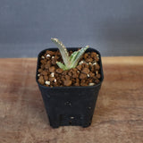【DRAGON AGAVE】アガベ dennis哥吉拉 EC1337