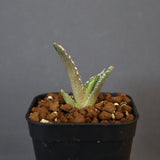 【DRAGON AGAVE】アガベ dennis哥吉拉 EC1337