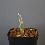 【DRAGON AGAVE】アガベ dennis哥吉拉 EC1337