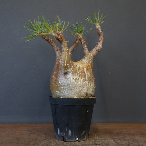 P.グラキリス 520 – TaiShoDo ONLINE SHOP