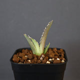 【DRAGON AGAVE】アガベ dennis哥吉拉 EC1337