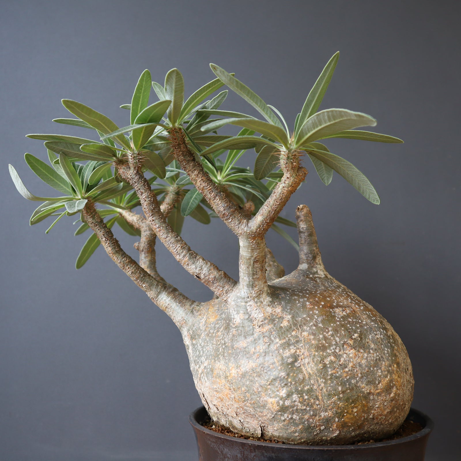 P.グラキリス 1245 – TaiShoDo ONLINE SHOP