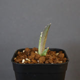 【DRAGON AGAVE】アガベ dennis哥吉拉 EC1337