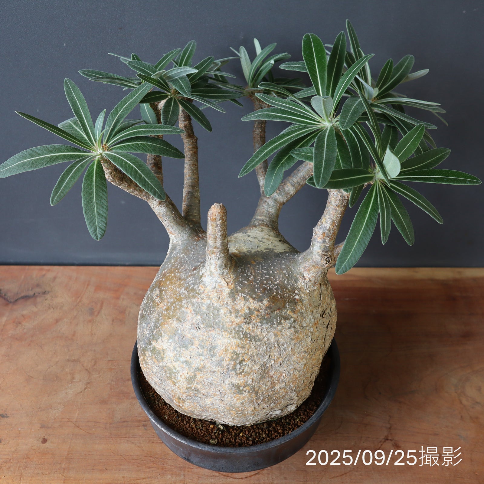 P.グラキリス 1245 – TaiShoDo ONLINE SHOP