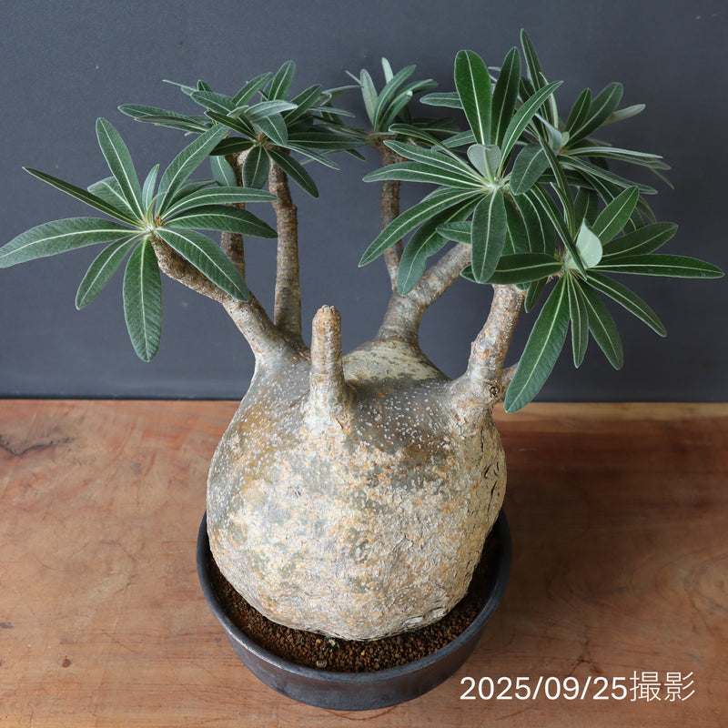 P.グラキリス 1245 – TaiShoDo ONLINE SHOP