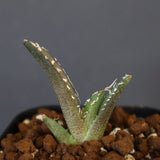 【DRAGON AGAVE】アガベ dennis哥吉拉 EC1337