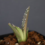 【DRAGON AGAVE】アガベ dennis哥吉拉 EC1337