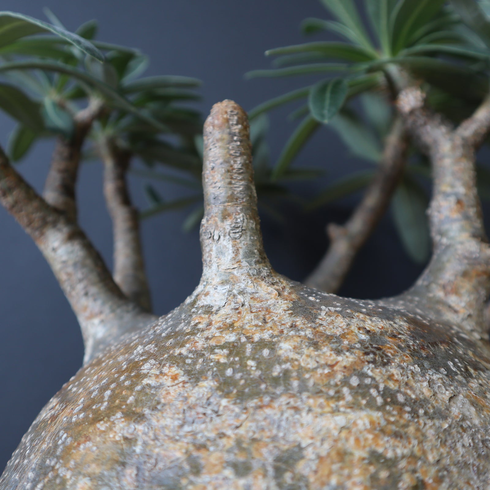 P.グラキリス 1245 – TaiShoDo ONLINE SHOP