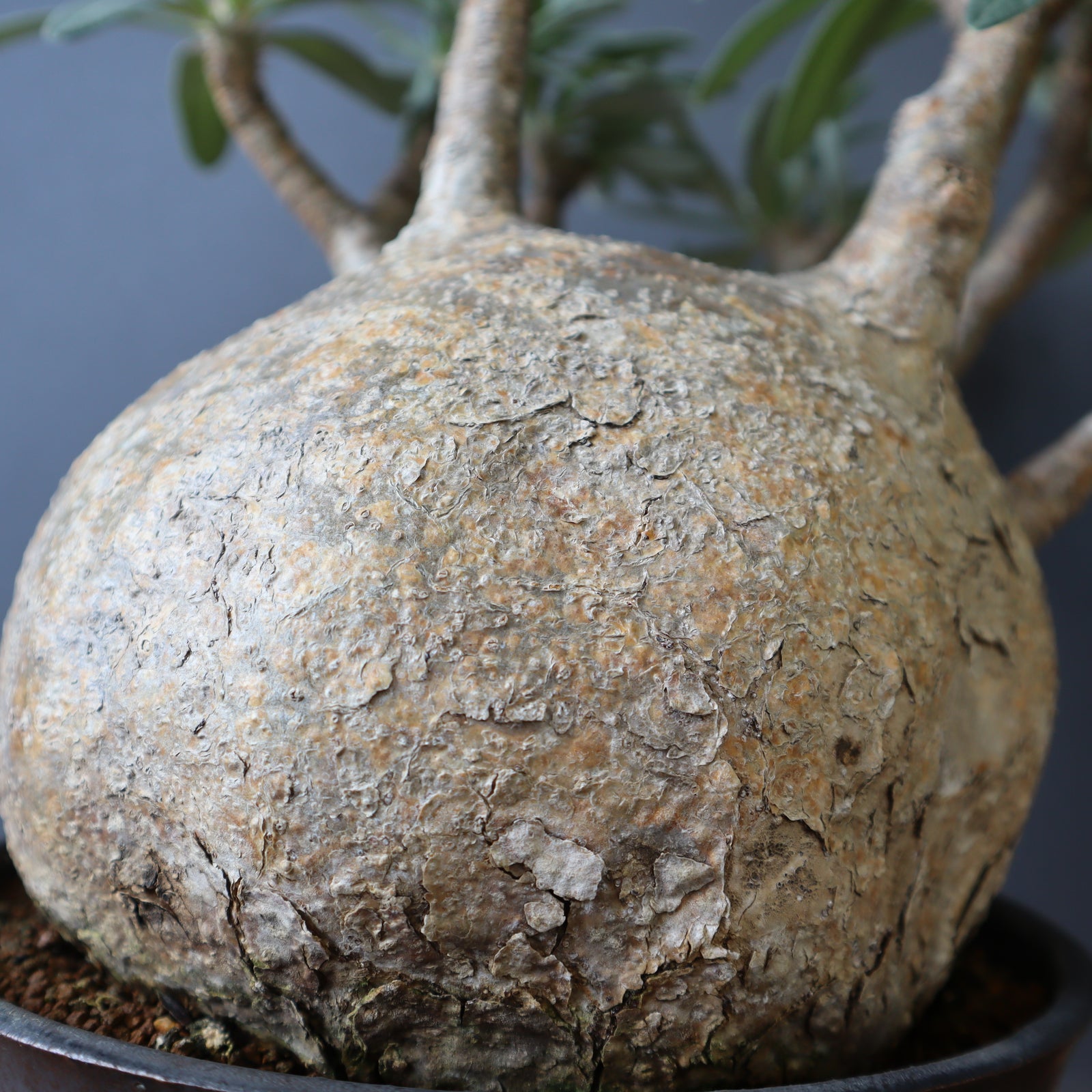 P.グラキリス 1245 – TaiShoDo ONLINE SHOP