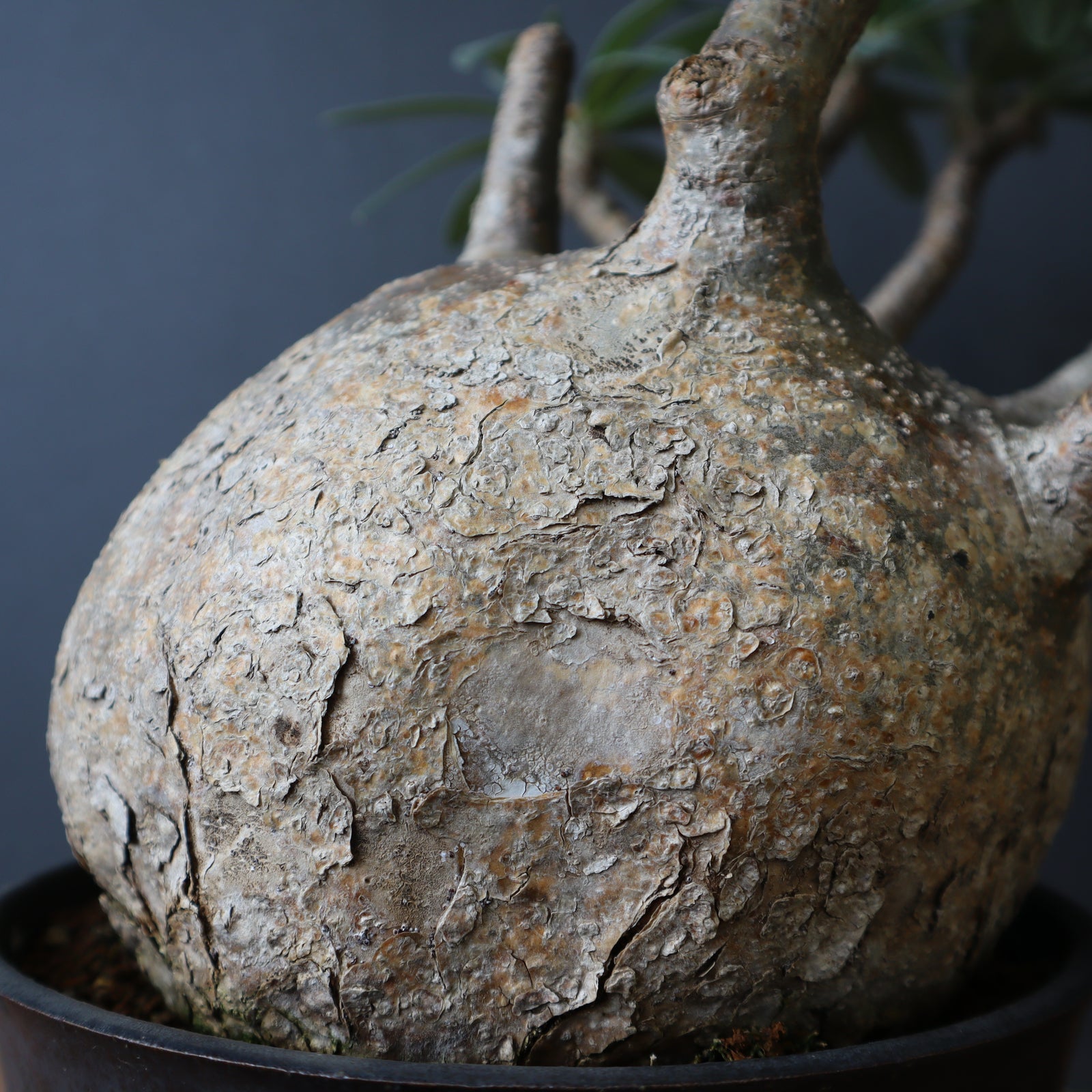 P.グラキリス 1245 – TaiShoDo ONLINE SHOP