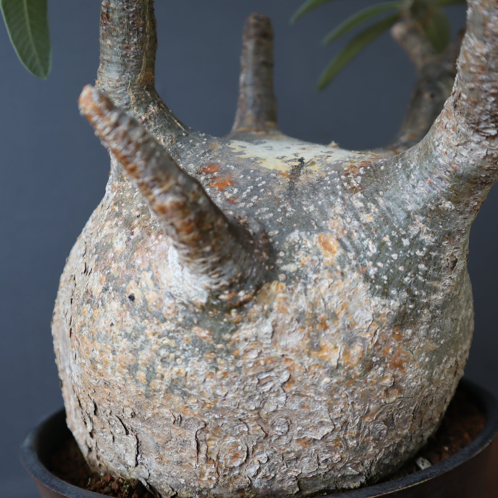 P.グラキリス 1245 – TaiShoDo ONLINE SHOP