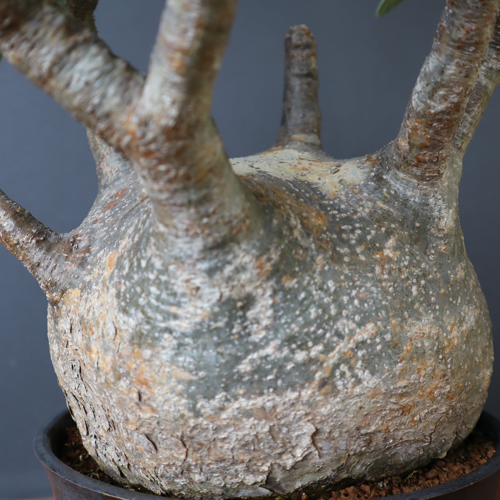 P.グラキリス 1245 – TaiShoDo ONLINE SHOP