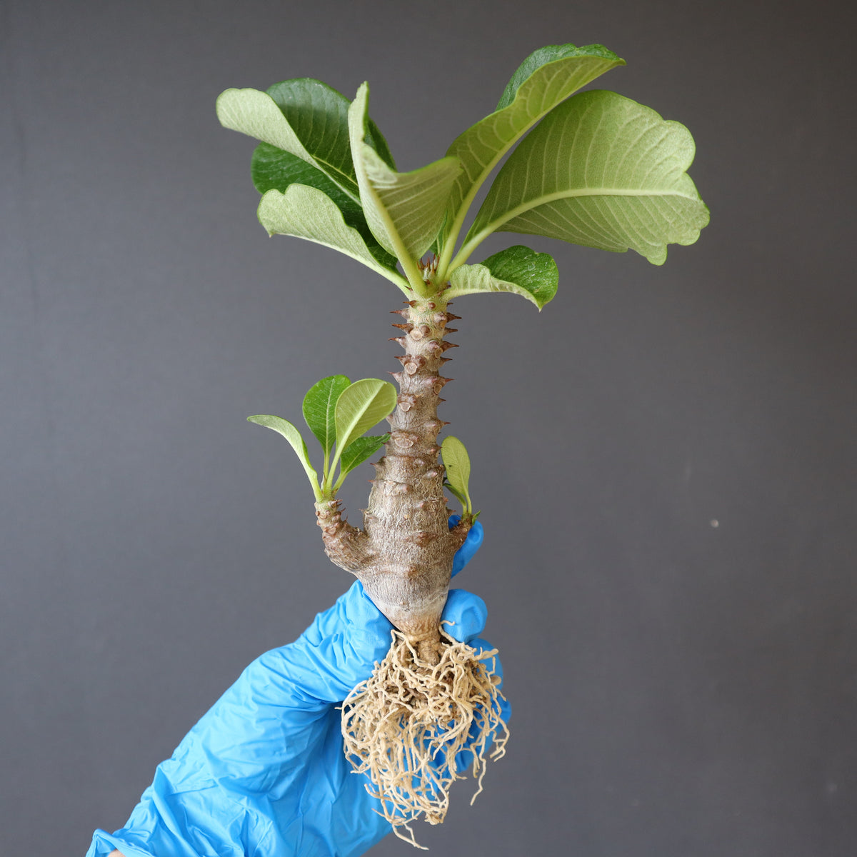 TaiShoDo ONLINE SHOP 塊根植物 多肉植物通販