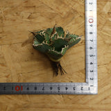 【ベアルート】アガベ 白豪刺　EC339