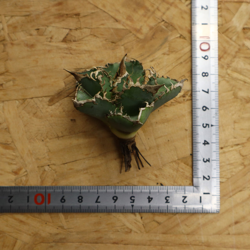 【ベアルート】アガベ 白豪刺　EC339