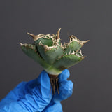 【ベアルート】アガベ 白豪刺　EC339