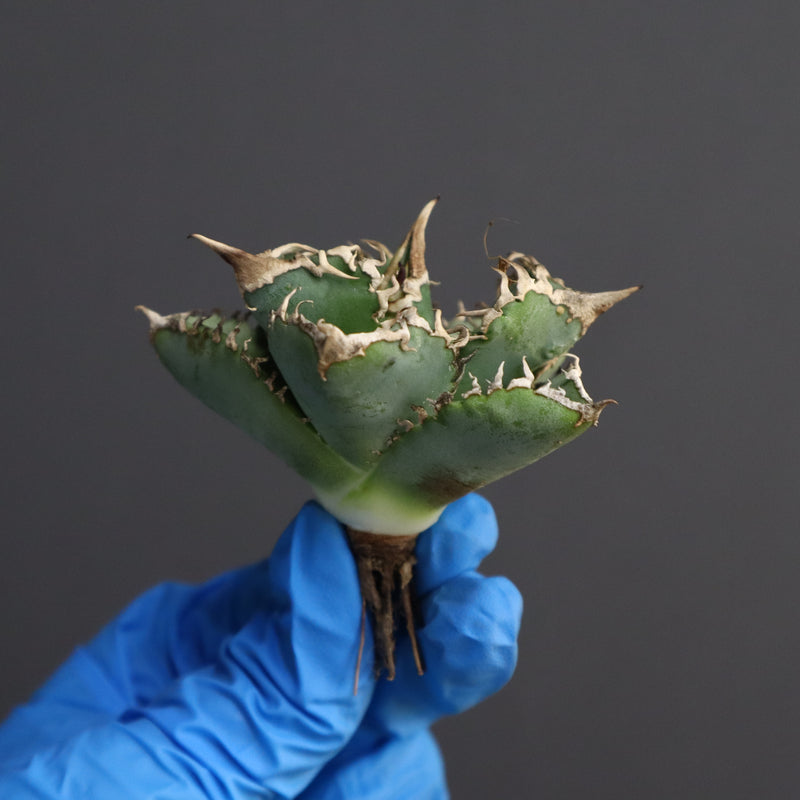 【ベアルート】アガベ 白豪刺　EC339