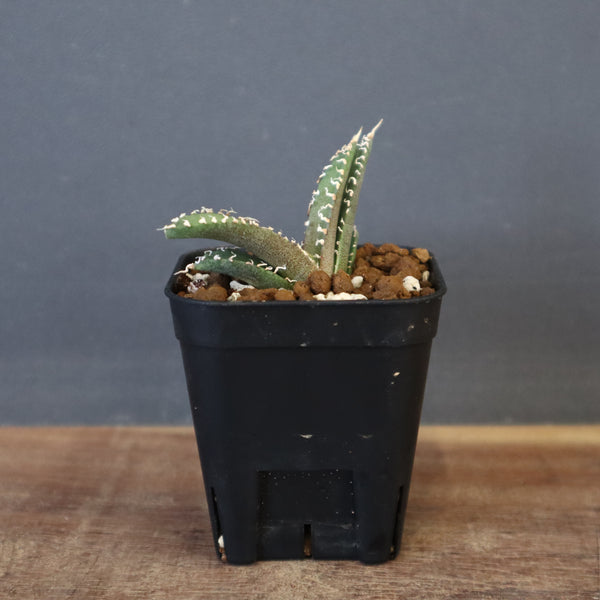 DRAGON AGAVE】アガベ dennis哥吉拉 EC1335 – TaiShoDo ONLINE SHOP