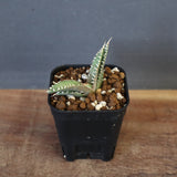 【DRAGON AGAVE】アガベ dennis哥吉拉 EC1335